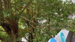 樹斷裂無法過去走廊拿掃具